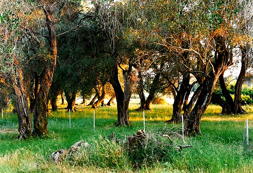 Olajfa-liget Kréta szigetének Agia Pelagia nevű településén (A szerző felvétele)