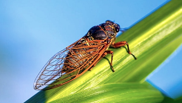 A kabóca az év rovara volt 2017-ben